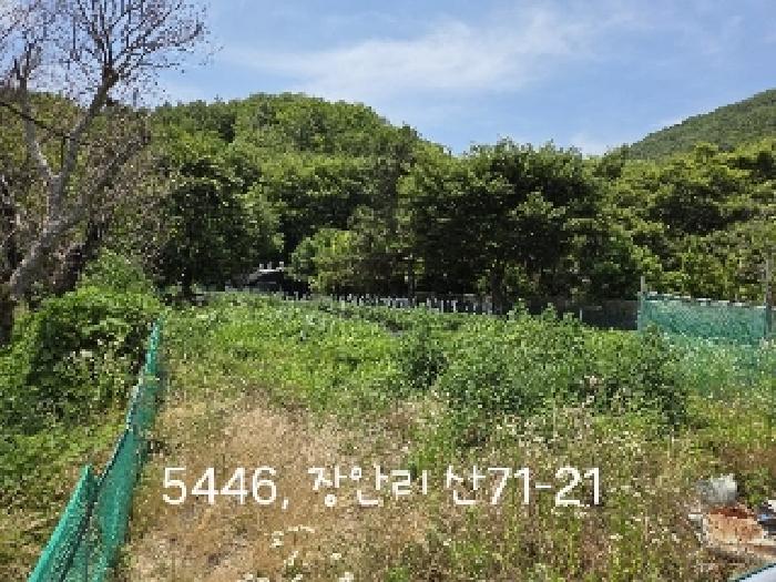 2025타경5446 임야 · 부산광역시 기장군 장안읍