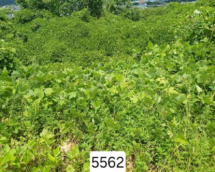 2025타경5562 임야 · 부산광역시 기장군 정관읍 달산리 산31-23