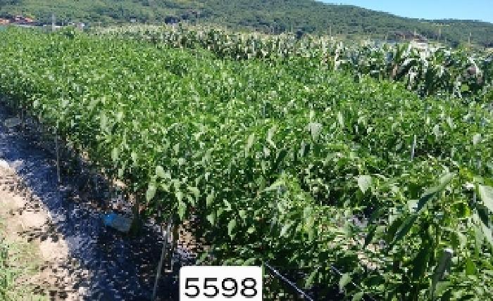 2025타경5598 전답 · 부산광역시 기장군 철마면 웅천리 794-3