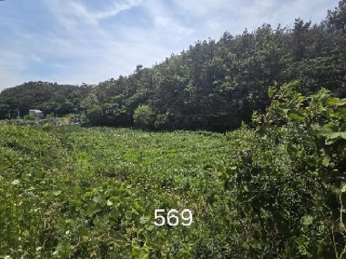 2025타경569 대지 · 부산광역시 기장군 장안읍