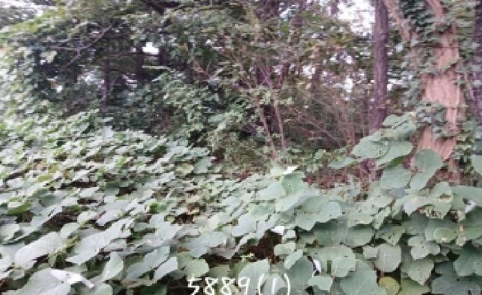 2025타경5889 임야 · 부산광역시 기장군 기장읍 청강리 561-1