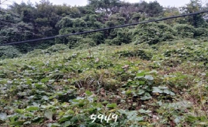 2025타경5949 임야 · 부산광역시 기장군 철마면 웅천리 산64