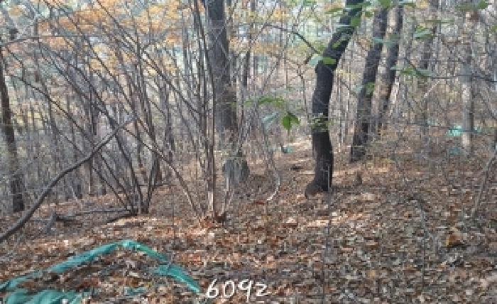 2025타경6092 임야 · 부산광역시 기장군 철마면 고촌리 산81