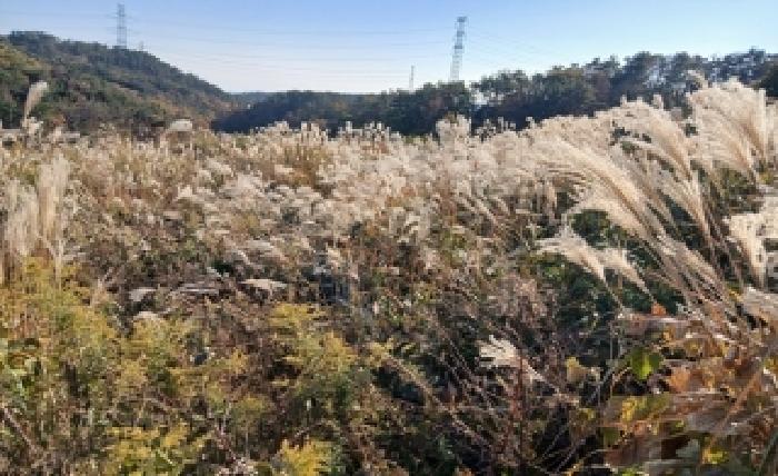2025타경825 임야 · 부산광역시 기장군 장안읍 반룡리 255-15