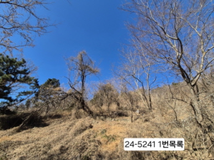 2024타경5241 임야 · 부산광역시 사하구 괴정동