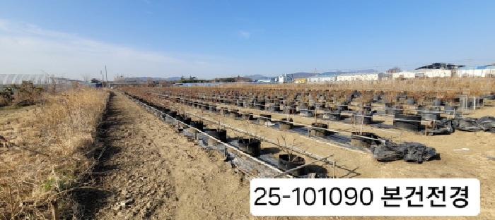 2025타경101090 전답 · 부산광역시 강서구 대저2동