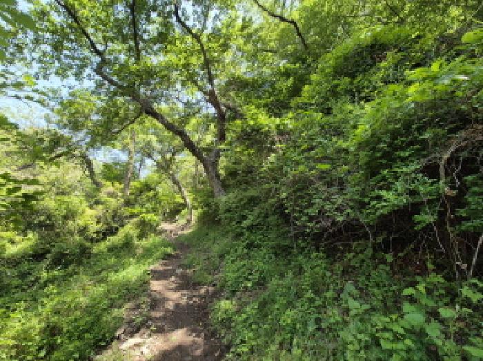 2025타경101359 임야 · 부산광역시 사하구 감천동 산72