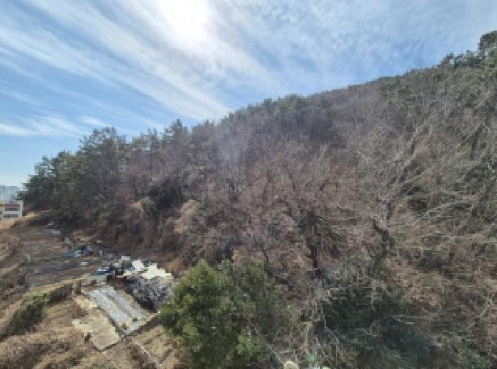 2025타경205 임야 · 부산광역시 사하구 감천동