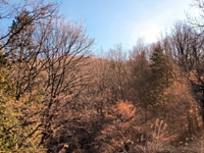 2024타경100417 임야 · 경상남도 창원시 진해구 두동