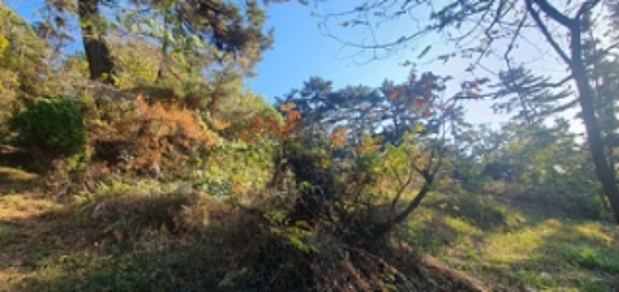 2024타경115259 임야 · 경상남도 김해시 이동