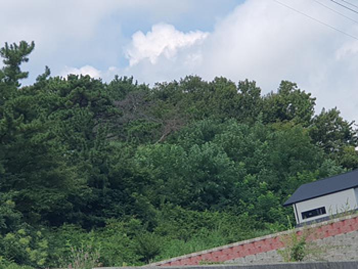 2025타경11661 임야 · 경상남도 김해시 진례면 고모리 834-4
