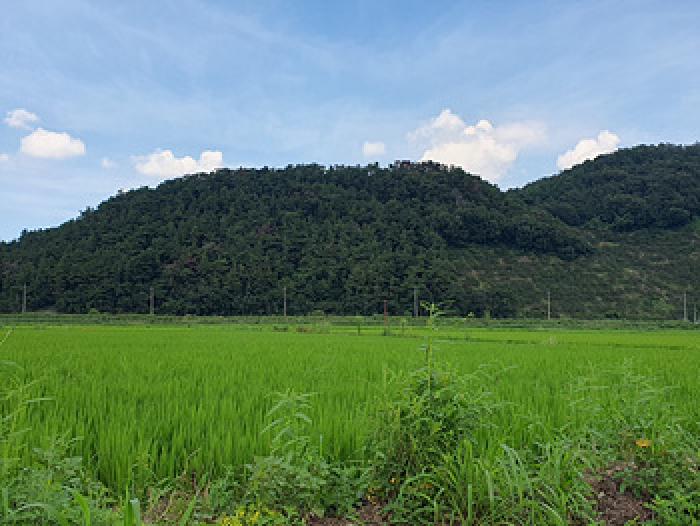 2025타경11797 임야 · 경상남도 김해시 한림면