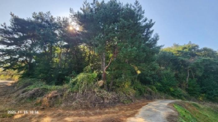 2025타경789 임야 · 경상남도 창원시 의창구 북면 상천리 산208