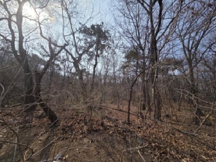 2026타경80 임야 · 경상남도 창원시 의창구 도계동 산45-1