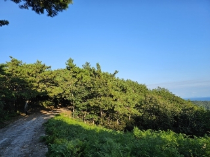 2024타경37284 임야 · 경상남도 남해군 창선면 진동리 산220
