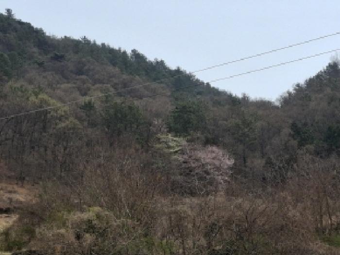 2025타경30604 임야 · 경상남도 사천시 실안동 산235