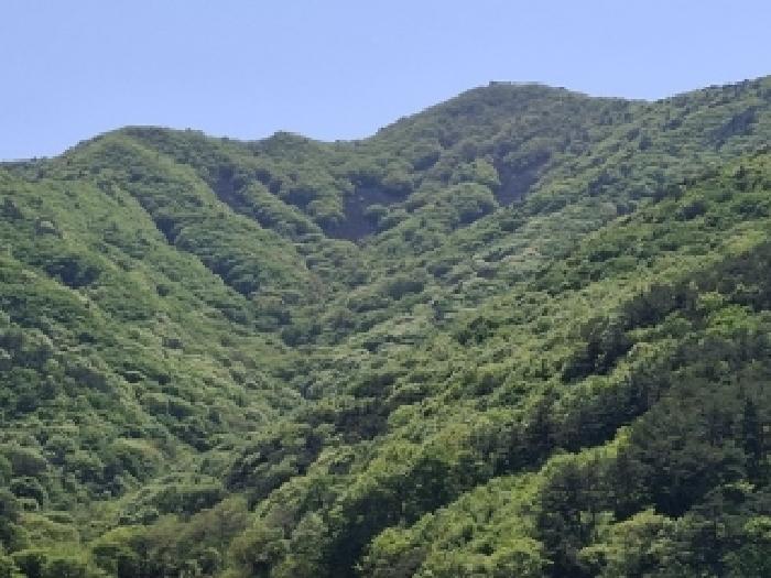 2025타경30709 임야 · 경상남도 사천시 사남면 가천리 산117