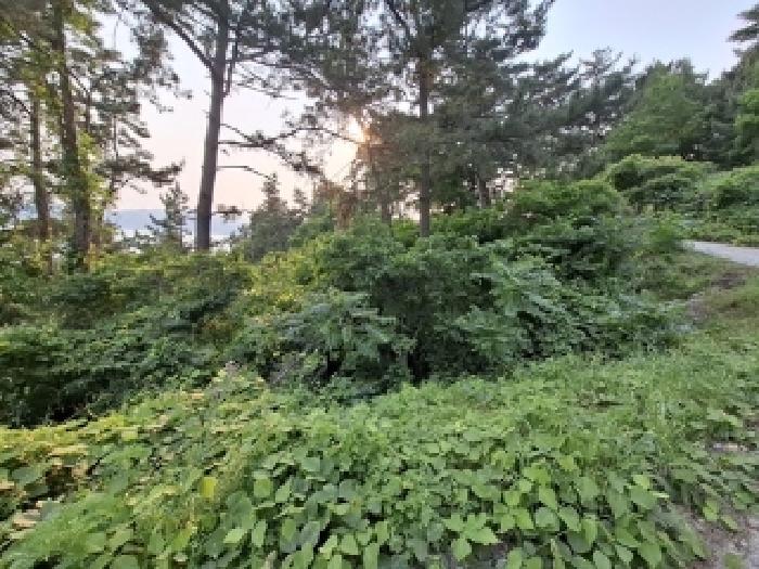 2025타경30816 임야 · 경상남도 남해군 서면
