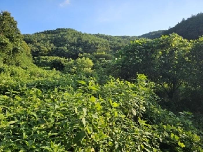 2025타경30884 임야 · 경상남도 진주시 미천면