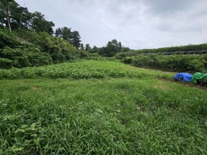 2025타경31036 대지 · 경상남도 진주시 평거동
