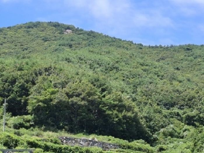 2025타경31051 임야 · 경상남도 남해군 미조면 송정리 산58-11