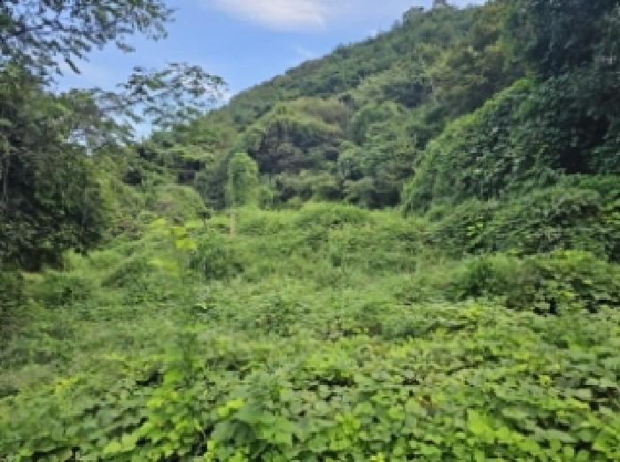 2025타경31111 임야 · 경상남도 산청군 산청읍 내리 144