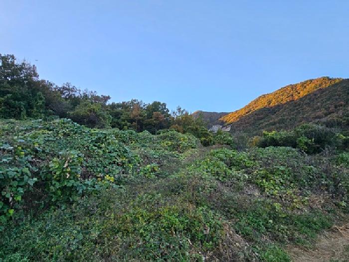 2025타경31238 임야 · 경상남도 하동군 금남면 노량리 산35-12