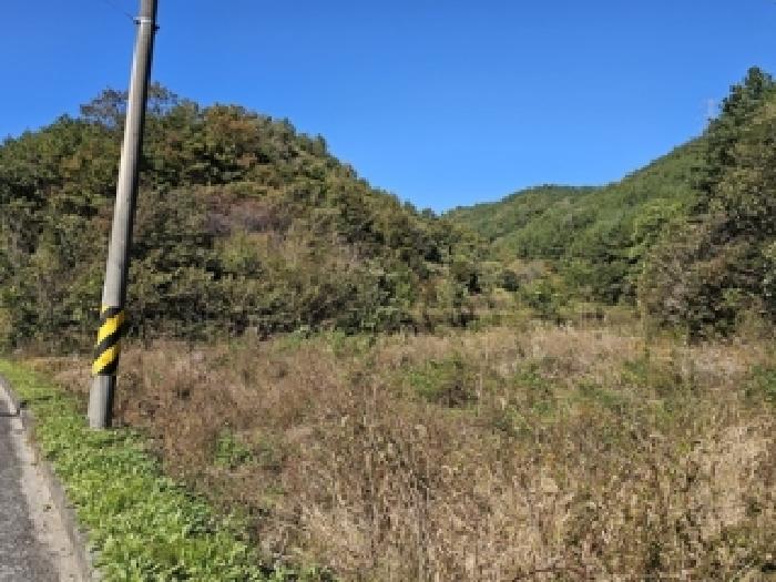 2025타경31244 임야 · 경상남도 산청군 차황면 부리 산79-10