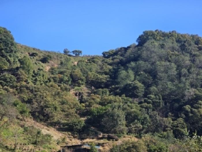 2025타경31268 임야 · 경상남도 산청군 산청읍 부리 산37
