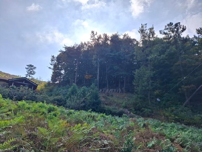 2025타경31305 임야 · 경상남도 남해군 창선면 가인리 산149-25