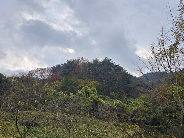 2025타경31360 임야 · 경상남도 진주시 일반성면 남산리 산70-4