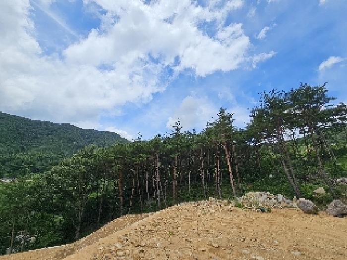 2025타경699 임야 · 경상남도 산청군 신안면
