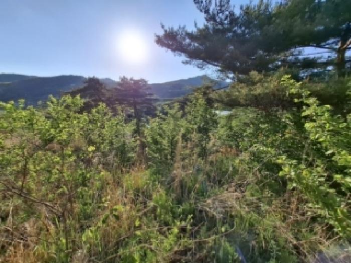 2026타경10233 임야 · 경상남도 산청군 신안면 안봉리 산20-80