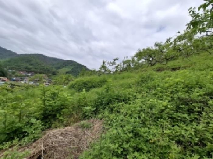 2026타경118 임야 · 경상남도 진주시 문산읍 이곡리 산44-2