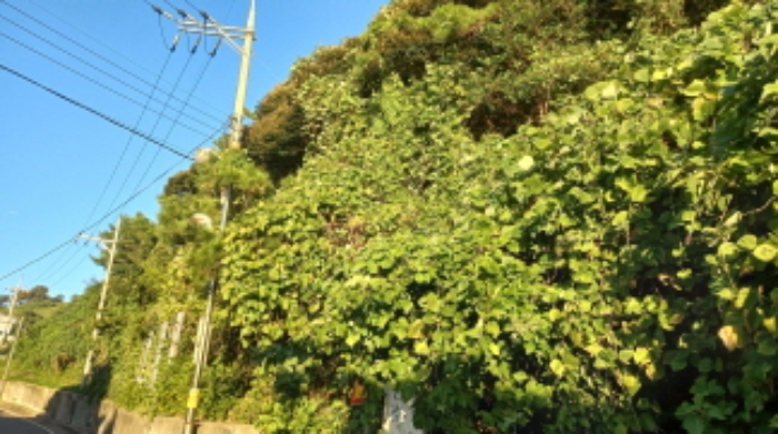 2024타경29781 임야 · 경상남도 통영시 욕지면 동항리 산76-1