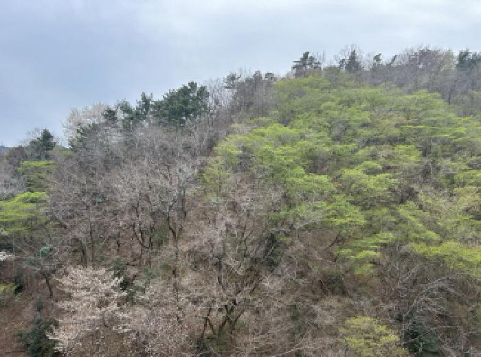 2025타경21066 임야 · 경상남도 거제시 옥포동