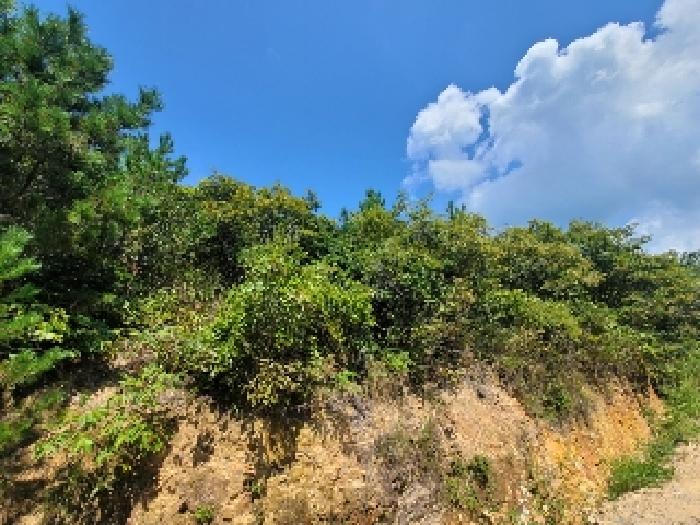 2025타경21667 임야 · 경상남도 거제시 둔덕면 학산리 산42-9