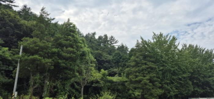 2025타경21795 임야 · 경상남도 고성군 마암면 삼락리 산258