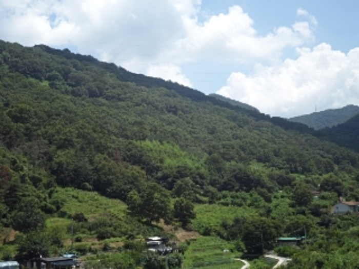 2024타경12007 임야 · 경상남도 밀양시 무안면