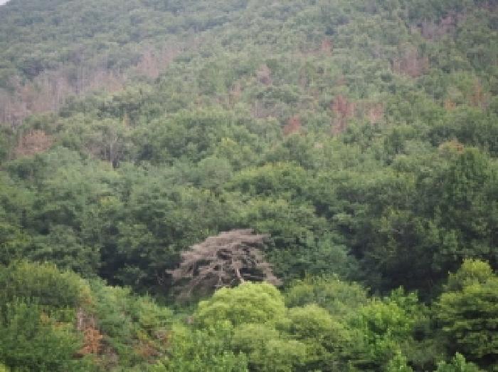 2025타경10429 임야 · 경상남도 밀양시 상동면