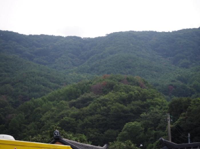 2025타경10479 임야 · 경상남도 밀양시 상동면