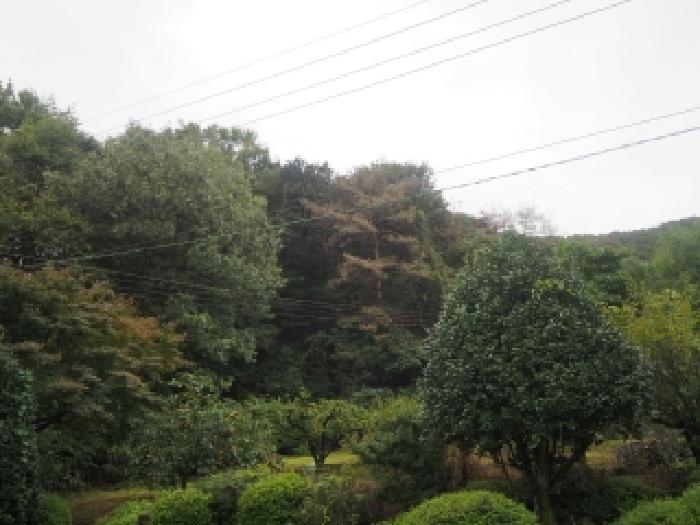 2025타경10518 임야 · 경상남도 밀양시 초동면