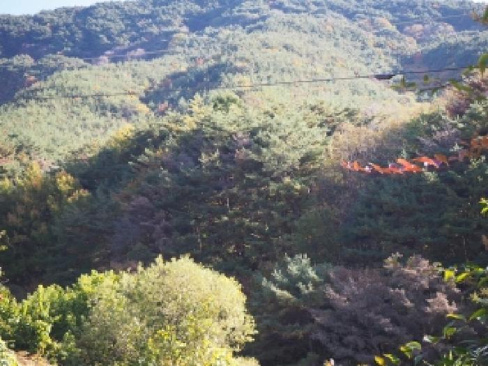 2025타경10549 임야 · 경상남도 밀양시 상동면