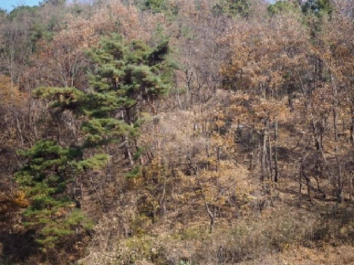 2025타경10582 전답 · 경상남도 밀양시 초동면 신월리 432-7