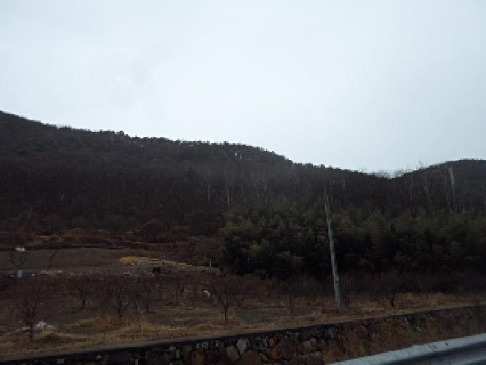 2025타경179 임야 · 경상남도 밀양시 무안면 연상리 산250-1