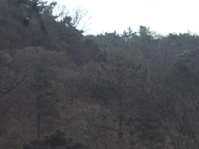 2025타경292 임야 · 경상남도 창녕군 도천면 어만리 산140
