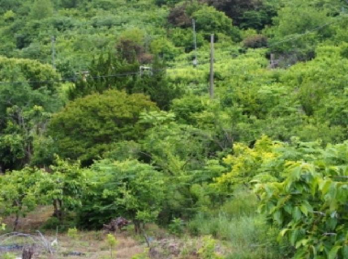 2026타경10144 · 경상남도 밀양시 삼랑진읍 송지리 680-11