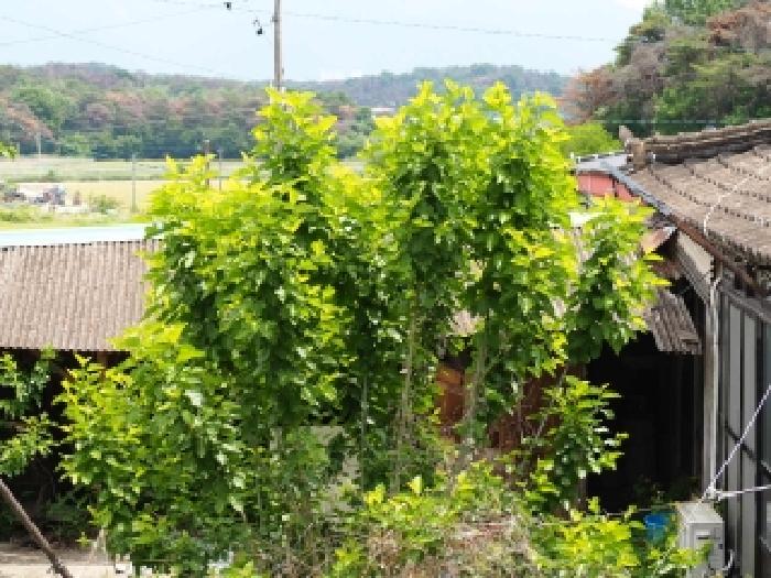 2026타경10149 대지 · 경상남도 창녕군 유어면 대대리 282