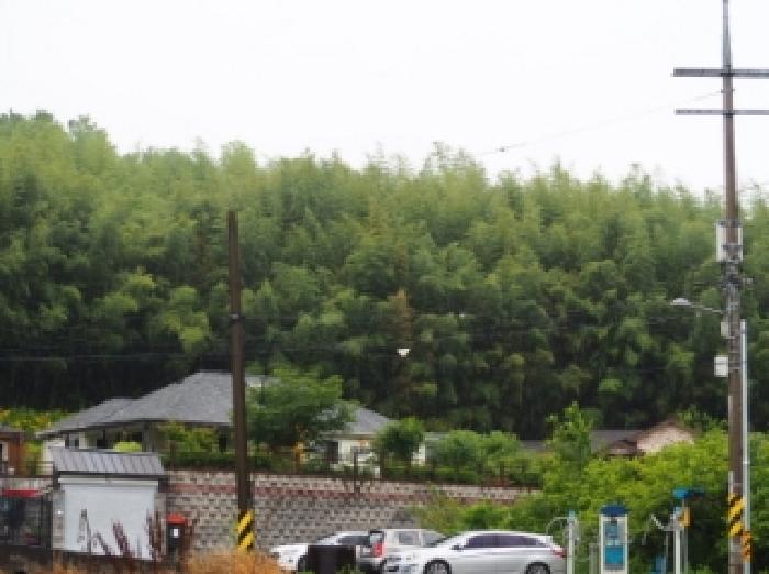 2026타경742 임야 · 경상남도 밀양시 삼랑진읍 검세리 521-1