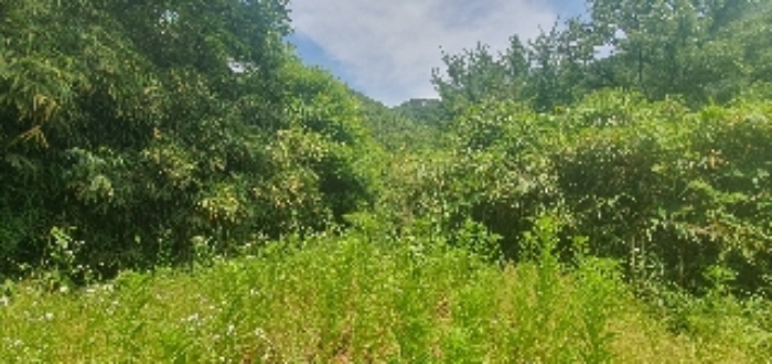 2023타경107275 임야 · 경상남도 함안군 산인면